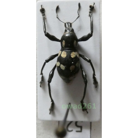 Metapocyrtus sp. Heller, 1912 male Philippines52